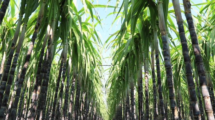 田间生长的甘蔗种植农业土地土壤丰收绿色有