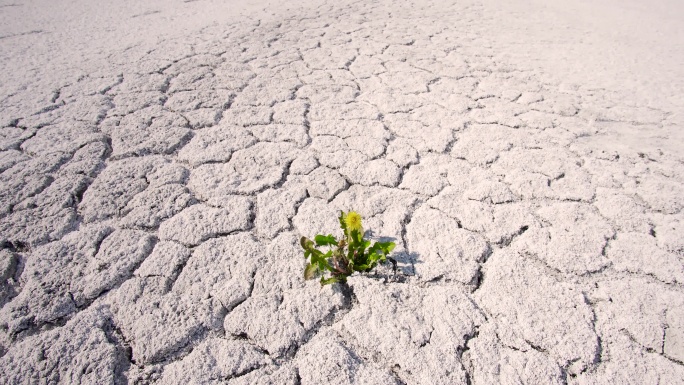 沙漠中的植物缺乏水源土地裂缝夹缝生存的植