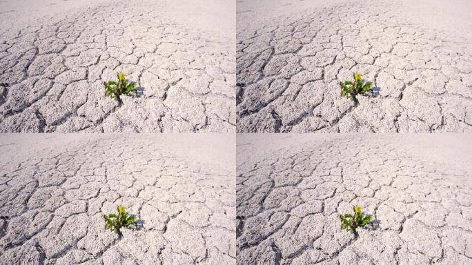 沙漠中的植物缺乏水源土地裂缝夹缝生存的植