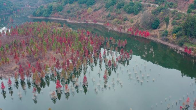 昆明市盘龙区甸尾村水杉林