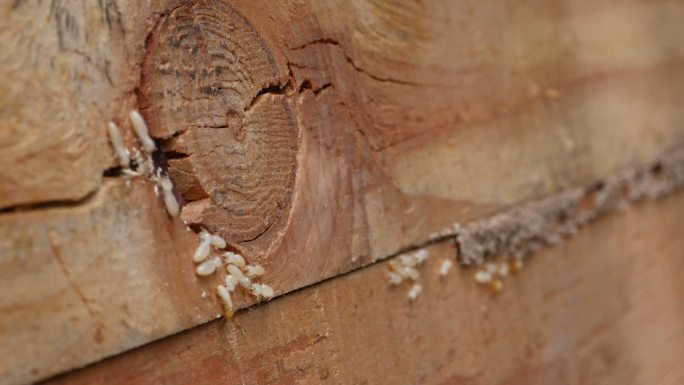 白蚁倒地树干虫蚁啃食破坏
