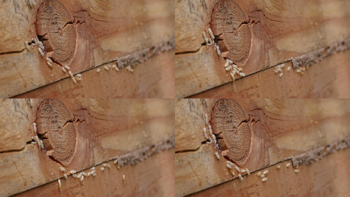 白蚁倒地树干虫蚁啃食破坏
