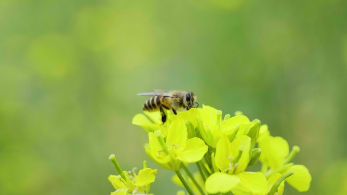 大自然 -蜜蜂采蜜 4k