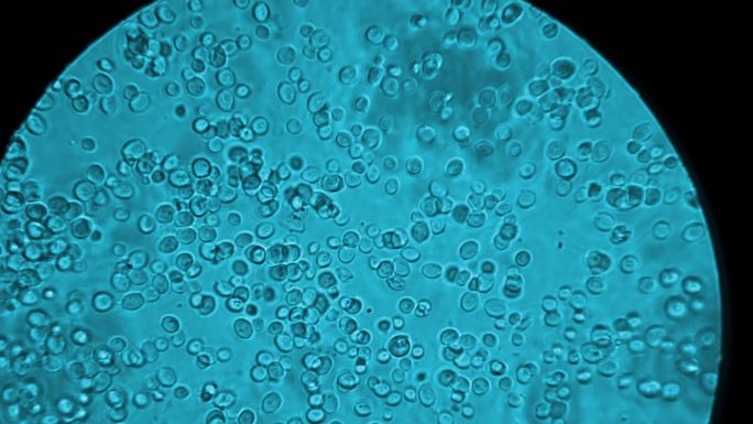 显微镜下观察。乙醇发酵。活细菌