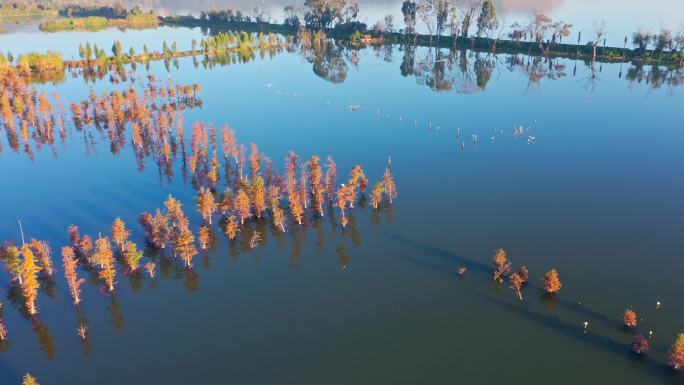 滇池湿地水杉美景航拍