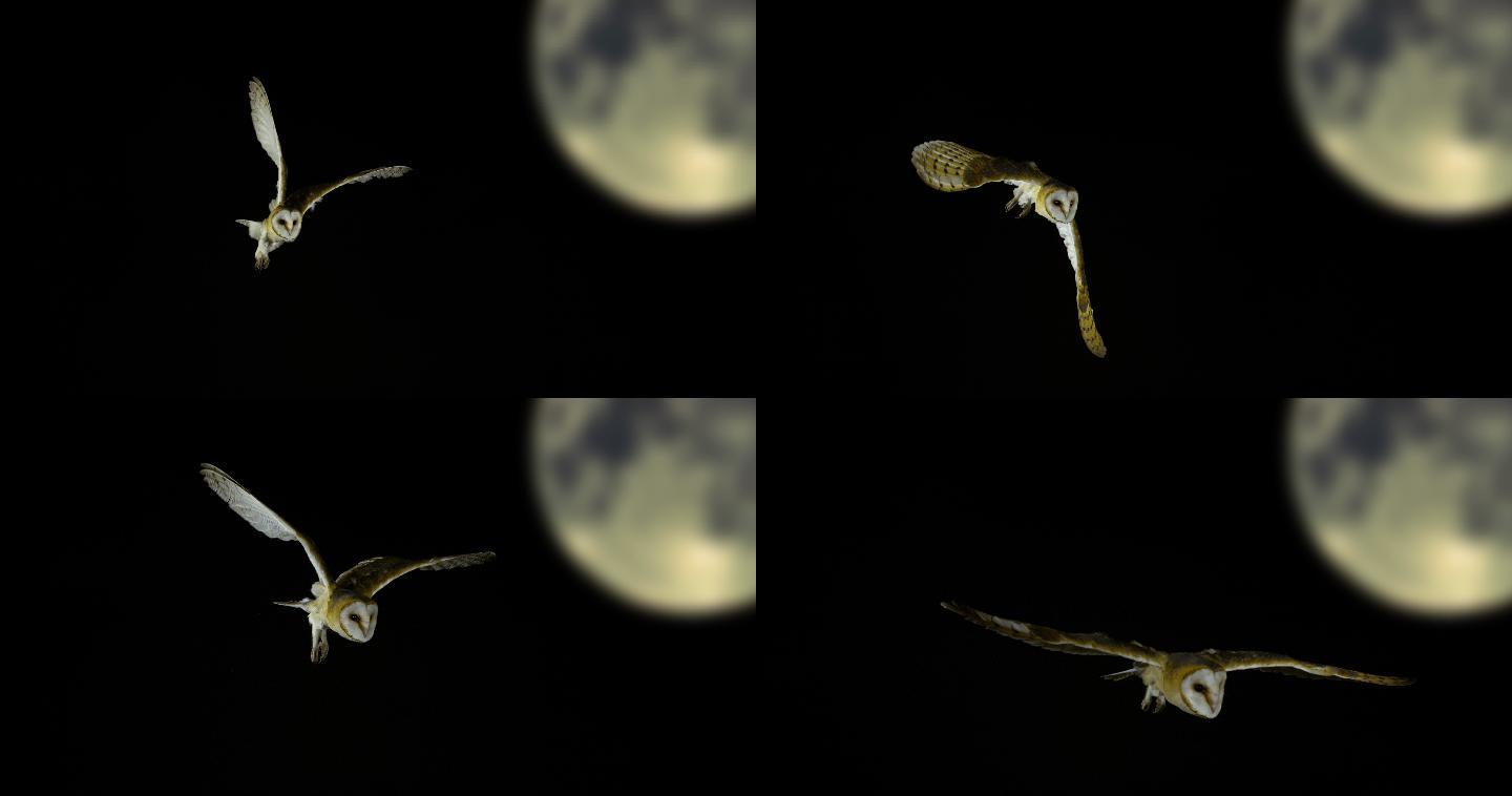 谷仓猫头鹰飞翔满月慢动作