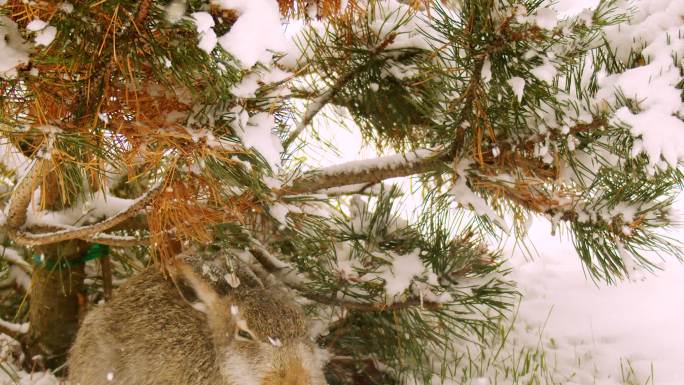 雪中的兔子冬季森林野兔