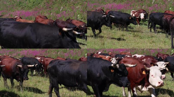 草地上的牛群放牛牧草