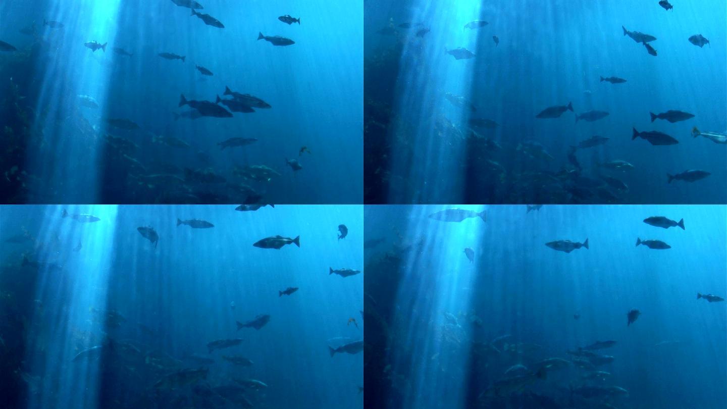 鱼类-海洋生物海底海鱼小鱼遨游大海游鱼