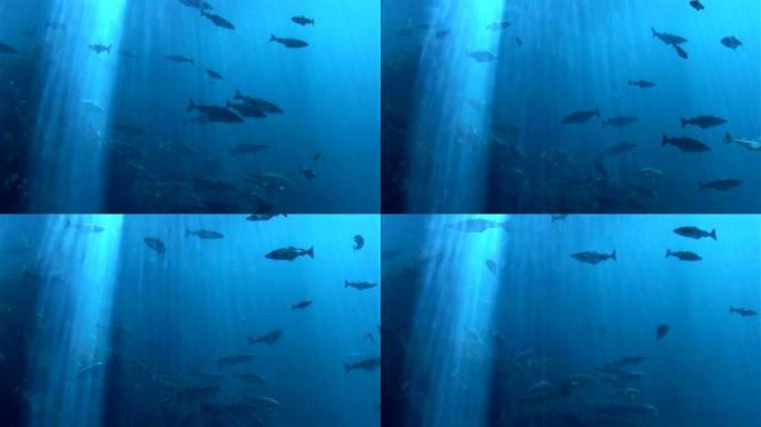 鱼类-海洋生物海底海鱼小鱼遨游大海游鱼