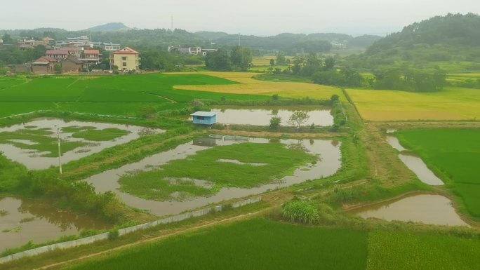 在列车上看窗外稻田风景