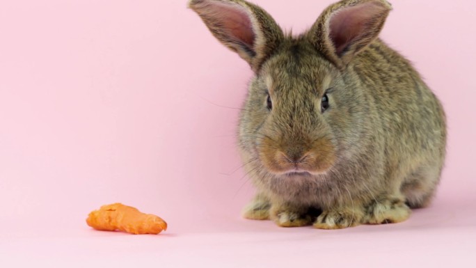 兔子吃粉色背景上的胡萝卜。