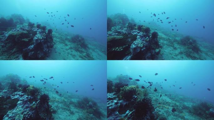 深海中的水下场景，有不同类型的鱼类和植物