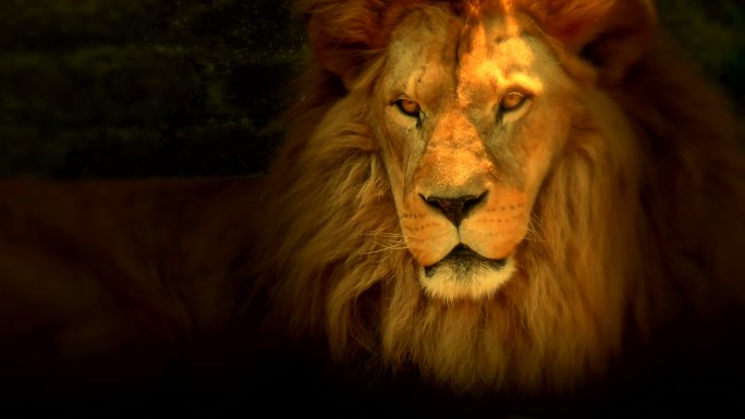 狮子是动物之王雄狮猛兽大自然森林丛林
