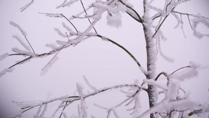 冬天 雾凇 树枝 雪景
