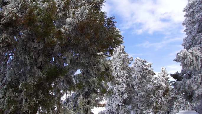 树木上的积雪