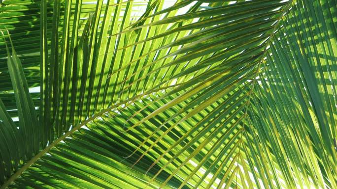 热带椰棕榈叶