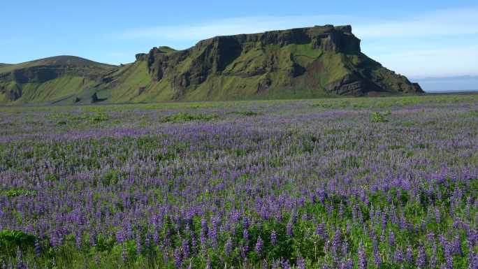 冰岛维克岛的羽扇豆花。