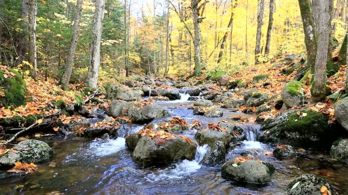 秋色林中流淌的河流