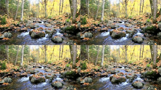 秋色林中流淌的河流