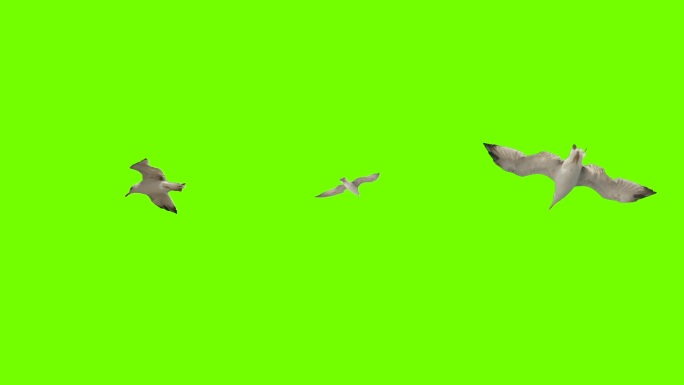 绿色屏幕上飞翔的海鸥