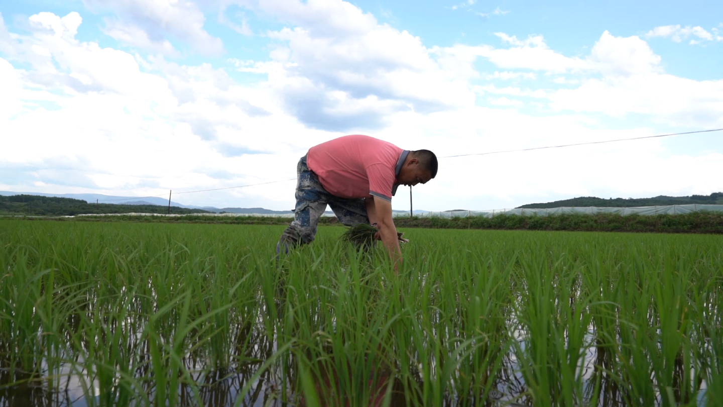 农民给水稻施肥锄草