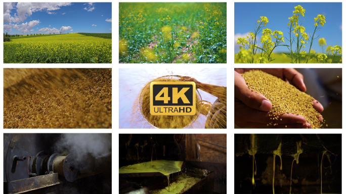 4K油菜花到菜籽油制作过程素材