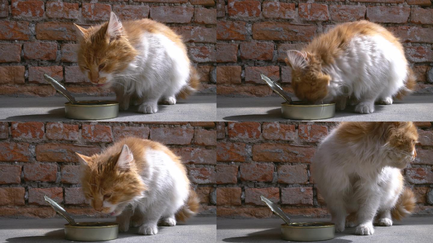 猫吃罐头