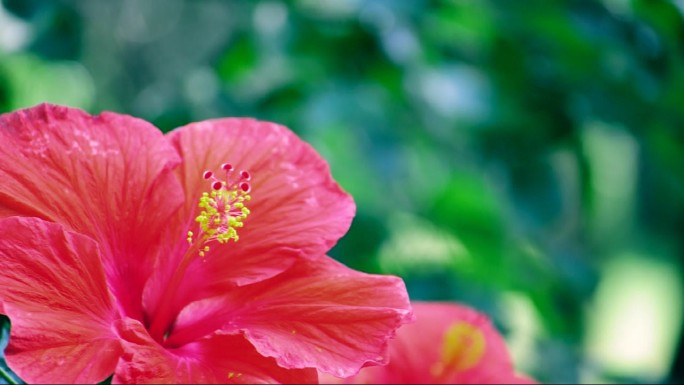 木槿花摆动红花花蕊花芯