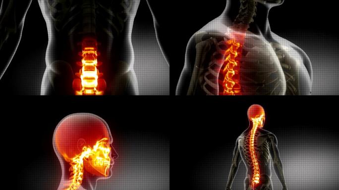 人体脊柱详细医学x射线扫描