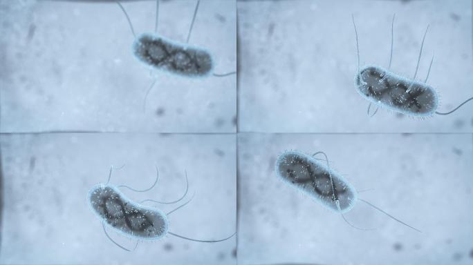 细菌的3D逼真动画。