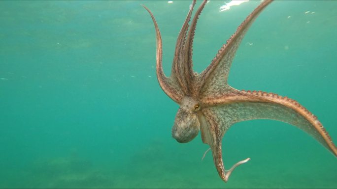 野生章鱼海底世界海洋生物三亚潜水深海热带