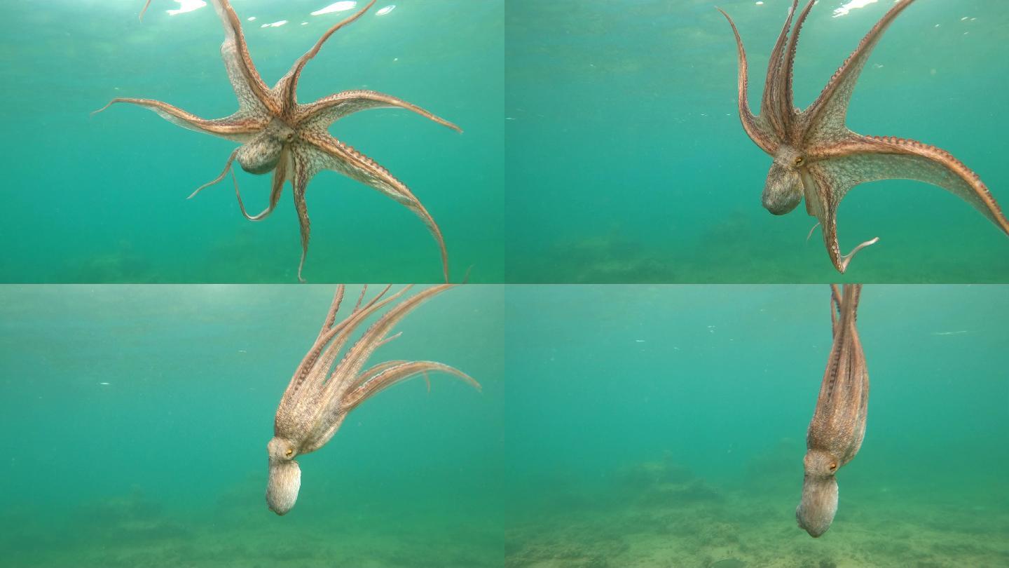 野生章鱼海底世界海洋生物三亚潜水深海热带