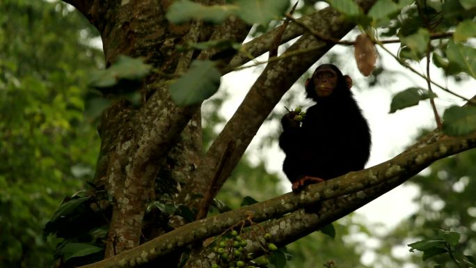 野生黑猩猩树枝树干野外挠痒痒