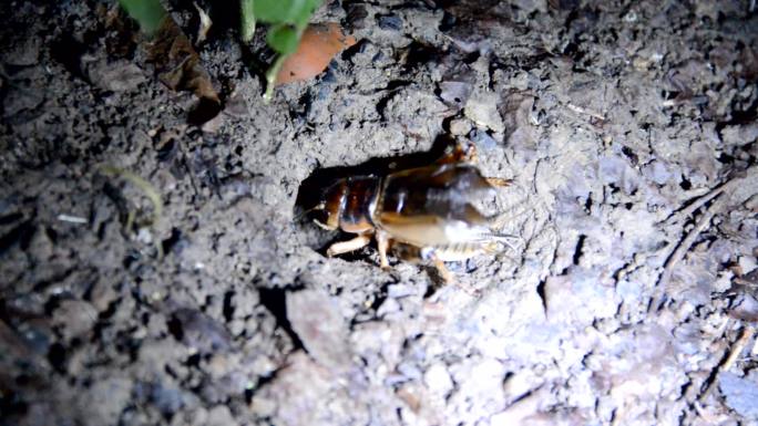 晚上花园里有蟋蟀的叫声。