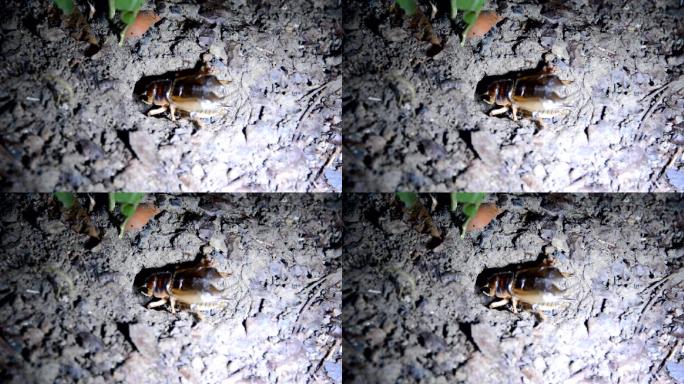 晚上花园里有蟋蟀的叫声。