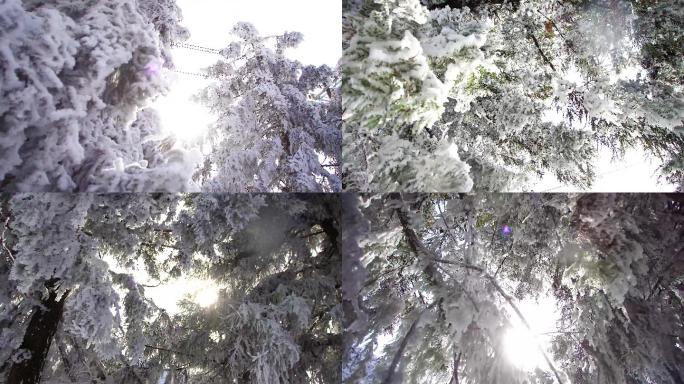 阳光穿过有积雪的树木