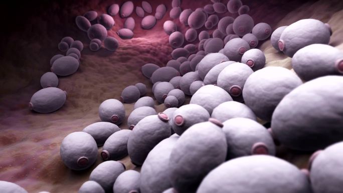 白色念珠菌微生物模型动画3d演示