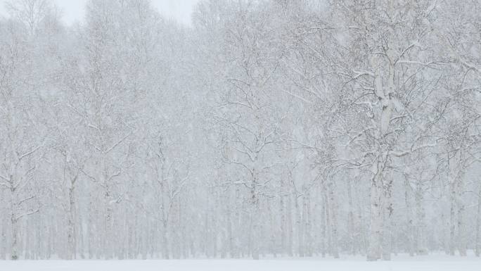 白桦林大雪封山雪地漫天飘雪