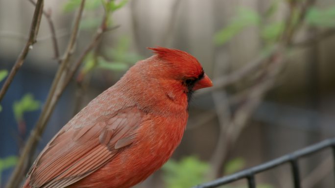 一只红色小鸟的特写镜头