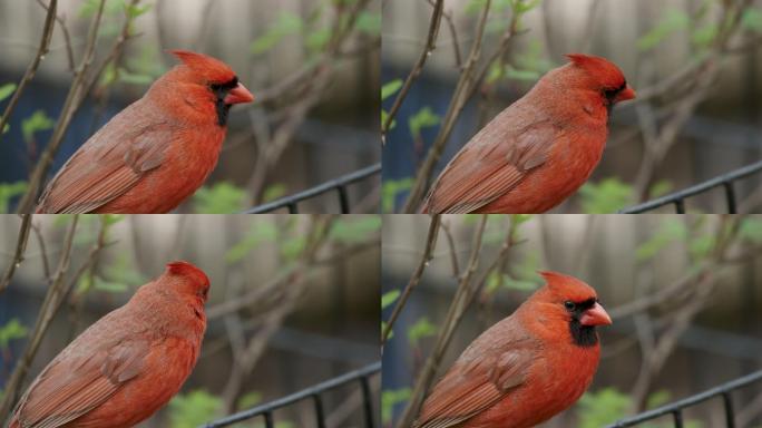 一只红色小鸟的特写镜头