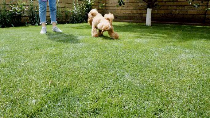 狗在草坪上撒尿公犬泰迪贵宾小便后院