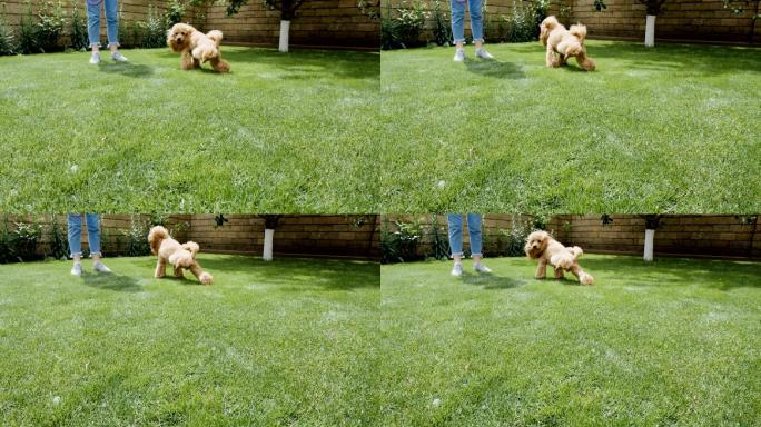 狗在草坪上撒尿公犬泰迪贵宾小便后院