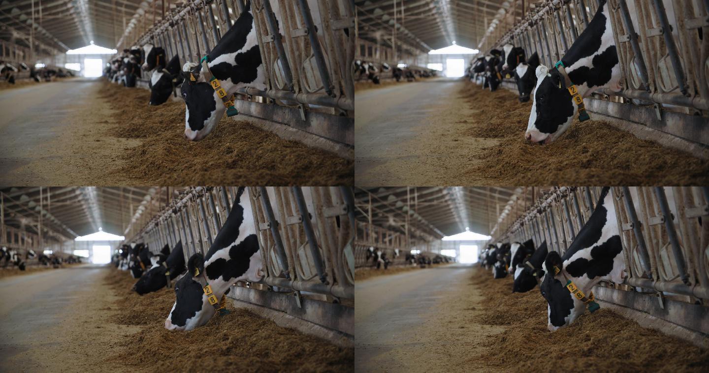 农场上的奶牛在牛棚里吃干草