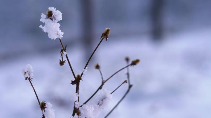 冬天小树枝上的积雪
