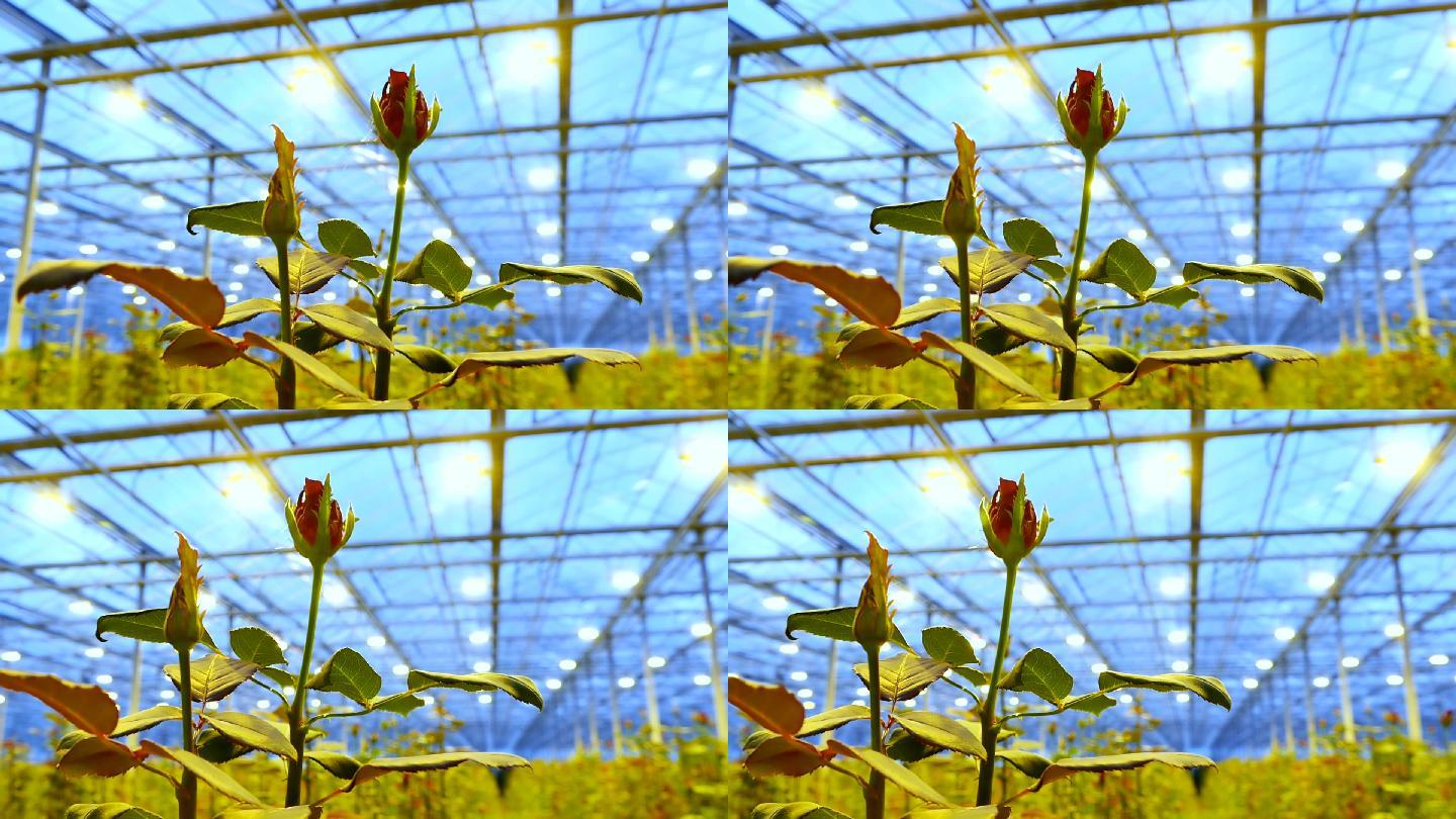 温室里的玫瑰搭棚子大篷植物控温温控植物生