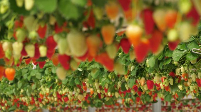 生长在温室下的草莓。