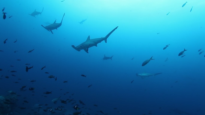 锤头鲨群自然生态环境栖息地游弋自由自在