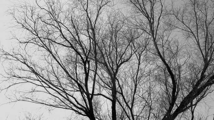 黑白写意树枝