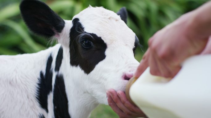 一位农民给小牛喝牛奶